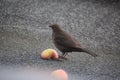 female blackbird sitting at an apple half Royalty Free Stock Photo