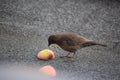 female blackbird starting lunch with an apple