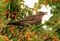 Female blackbird eating berries