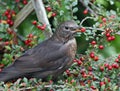 Female blackbird eating a cotoneaster berry