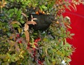 Female blackbird eating viburnum berry