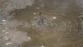 Female blackbird having a bath in the puddle