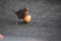 female blackbird holding half an apple with the chest