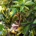 A female blackbird is hot while sitting on her nest in a citrus tree Royalty Free Stock Photo