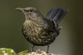 Female Blackbird