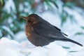 Female Blackbird on a Pile of Snow Royalty Free Stock Photo