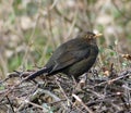 Female blackbird on a pile of twigs