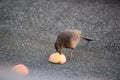 female blackbird sarting to turn around half an apple