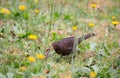 Female blackbird sitting on a meadow with an earthworm