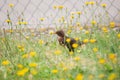 Female blackbird sitting on a meadow