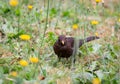 Female blackbird sitting on a meadow