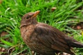 Female of blackbird.