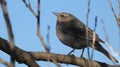 Female Blackbird in a tree