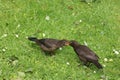 Female blackbird, turdus merula, feeding young Royalty Free Stock Photo