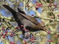 Female blackbird with hawthorn berry in beak