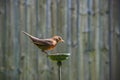 Female blackbird, turdus merula