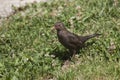 Female blackbird or Turdus merula in spring time carrying a worm