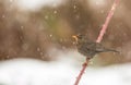 Female Blackbird under the snow