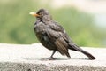 Female blackbird on a wall