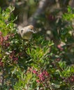 Female Blackcap