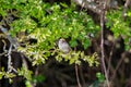 A Female Blackcap bird perched on a branch Royalty Free Stock Photo