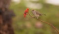 Female Blackcap eating a berry Royalty Free Stock Photo