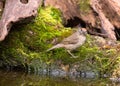 Female Blackcap on moss