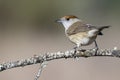 Female blackcap posing on a branch