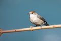 A female blackcap sat on a tree branch