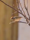 Female Blackcap