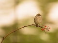 Female Blackcap on twig Royalty Free Stock Photo