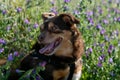 Female blind diabetic dog playing in spring