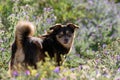 Female blind diabetic dog playing in spring