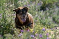 Female blind diabetic dog playing in spring