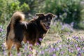 Female blind diabetic dog playing in spring