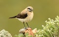 Female blond wheatear in spring Royalty Free Stock Photo