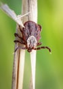 Female blood-sucking mite on a dry grass outdoors macro