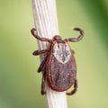 Female blood-sucking mite on a dry grass outdoors macro