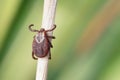 Female blood-sucking mite on a dry grass outdoors macro