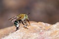 Female blue banded bee on rock