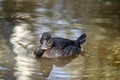 This is a female blue billed duck Royalty Free Stock Photo