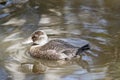 This is a female blue billed duck Royalty Free Stock Photo