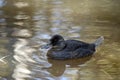 This is a female blue billed duck Royalty Free Stock Photo