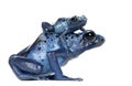 Female Blue and Black Poison Dart Frog with young