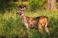 Female blue bull or nilgai - Asian antelope standing in Ranthambore National park, Rajasthan, India Royalty Free Stock Photo