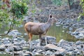 Female blue bull or nilgai - Asian antelope standing in Ranthambore National park, Rajasthan, India Royalty Free Stock Photo