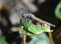 A female blue dasher dragonfly