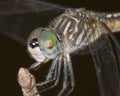 Female Blue Dasher/Pachydiplax longipennis