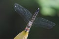 Female Blue Dasher