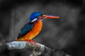 Female Blue-eared kingfisher